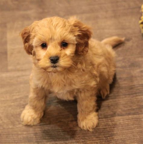 On Good Dog today, Havanese <strong>puppies</strong> in <strong>Tulsa</strong>, OK range in price from $1,500 to $2,500. . Puppies for sale tulsa